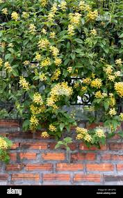 Image result for Tristellateia