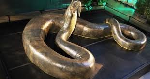 Di indonesia sendiri pernah ada penampakan ular naga yang. 8 Ular Terbesar Di Dunia Yang Pernah Tertangkap Ilmusiana