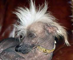 chinese hairless dog kitajskaya hohlataya sobaka sobaki koshki