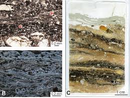 Image result for Scleria melanomphala