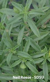 Image result for Aneulophus