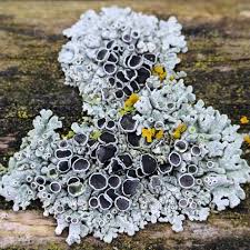 Image result for Physotrichia