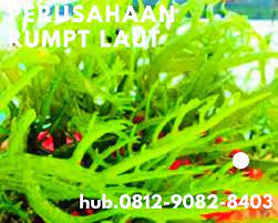 Pin On Rumput Laut Bubuk Rumput Laut Crispy
