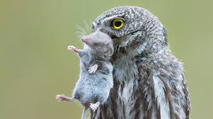 Don't let your cats roam, especially at night. Why You Shouldn T Feed Or Bait Owls Audubon
