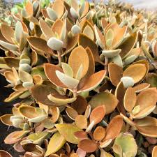 Image result for Kalanchoe