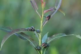 Image result for venturia saliciperda willow tree