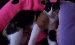 Find a job, buy a car, find a house or apartment, furniture, appliances and more! Beautiful Free Kittens To Good Homes For Sale In Parry Sound Ontario Nice Pets Online