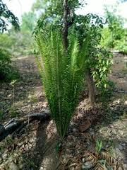 Image result for Encephalartos schmitzii