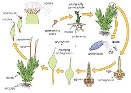 Learn how to create an entity relationship diagram in this tutorial. Draw A Diagram To Describe The Life Cycle Of The Moss Pointing Out Significant Features