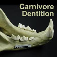 Image result for Dentition