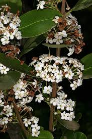 Image result for Acokanthera oblongifolia