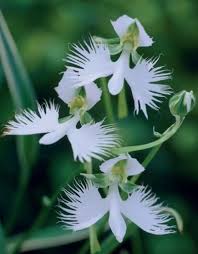 Image result for Habenaria afra