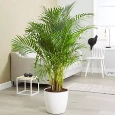 Areca Palm Pakistan In 2020 Palm Plant Indoor Palm Trees Areca Palm