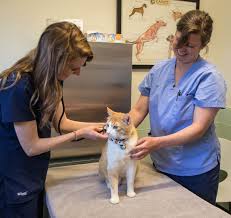 We know your pet is an important member of your family and. Animal Hospital Chicago Veterinarian Veterinary Pet Clinic