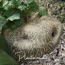 Image result for Gerrardanthus paniculatus