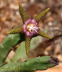 Image result for Ascolepis protea