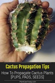 Image result for cactus cuttings
