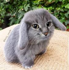 Even if you got a very confused cat to mate with an equally confused bunny, their genes are incompatible so you won't get offspring. Picture Of A Cute Rabbit Cat Poc