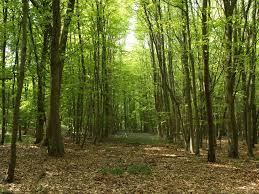 B4242667 Wytham Woods Avenue Jpg 900 675 Tree Nature Animals