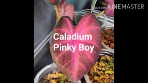 It used to have full 2 plane stabilizer. Nama Nama Bunga Caladium Youtube
