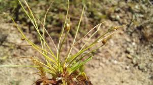 Image result for Isolepis setacea