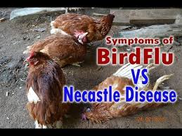 In some cases domestic birds may die when symptoms are appeared. Bird Flu H5n1 Avian Flu Vs Newcastle Disease Symptoms Poultry Diseases Ø¯ÛŒØ¯Ø¦Ùˆ Dideo