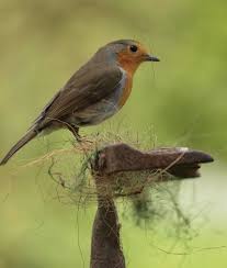 Pin By Lili On Kuslarla Yolculuk European Robin Beautiful Birds Birds