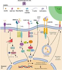 Check spelling or type a new query. Frontiers C Type Lectin Like Receptors Head Or Tail In Cell Death Immunity Immunology