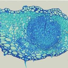 Image result for Pavetta sp. B