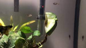 Maybe you would like to learn more about one of these? Feeding Otocinclus With Cucumber Youtube