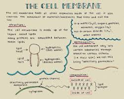 Scanned My Latest Notes On The Cell Membrane They Re Actually On Yellow Construction Paper But I Personally Th Visuelles Lernen Biologie Klassenzimmer Lernen