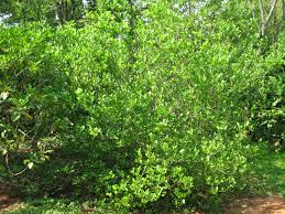 Image result for Premna serratifolia