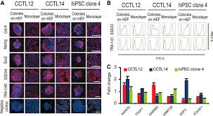 The hpsc works with contractors and other industry stakeholders in british columbia, canada. Expression Of Human Pluripotent Stem Cell Hpsc Markers In Both Human Download Scientific Diagram