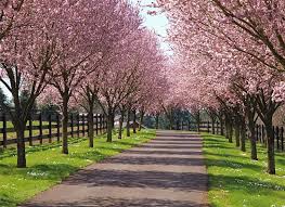 Check spelling or type a new query. 8 Best Tree Lined Driveway Ideas Tree Lined Driveway Landscape Design Landscape