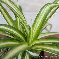 Image result for Chlorophytum silvaticum