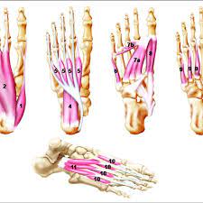 Maybe you would like to learn more about one of these? Intrinsic Muscles Of The Foot Plantar Intrinsics Layer 1 1 Download Scientific Diagram