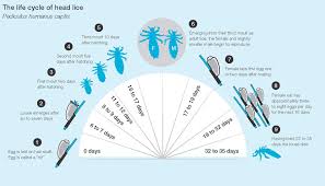Image result for lice life cycle