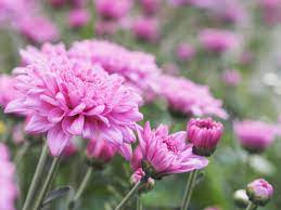 Pink Chrysanthemum Flowers With Water Drops In 2020 Chrysanthemum Flower Chrysanthemum Flowers