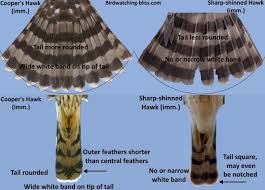 We did not find results for: Cooper S Hawk Vs Sharp Shinned Hawk Tail Id Sharp Shinned Hawk Cooper S Hawk Hawk Identification