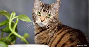 Pet poison helpline provides information on plants poisonous to cats and dogs. Are Peperomia Plants Poisonous To Cats