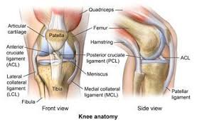 Ligament Injuries To The Knee What Are Knee Ligaments There Are 4 Major Ligaments In The Knee Ligaments Are Elastic Bands Of Tissue That Connect Bones To Each Knee Ligaments Ligament