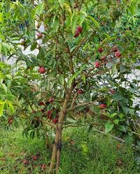 Ini adalah kerana pokok mahkota dewa berukuran hanya 3 hingga 4 meter. Manfaat Tanaman Mahkota Dewa Herbal Berkhasiat Tinggi Popmama Com