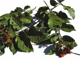 Image result for Ehretia cymosa