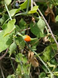 Image result for Corallocarpus epigaeus