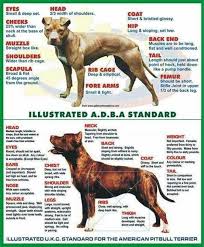 Adba Or Ukc Pitbull Terrier Pitbulls Dog Games