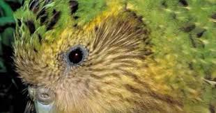 Birds That Cannot Fly With Their Names Largest Parrot In The World Cannot Fly Only 92 Left In The World Found In New Zealand Most Endangered Animals Flightless Parrot Parrot