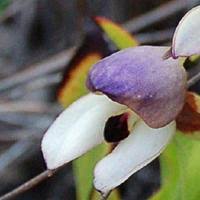 Image result for Disa cornuta