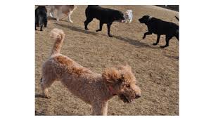 Every item sold gives back! Dog Park To Open At Former Tenafly Swim Club Site Pascack Press Northern Valley Press