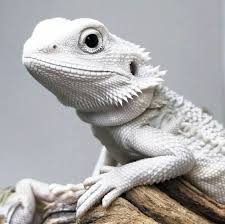 Albino Bearded Dragon Bearded Dragon Cute Cute Reptiles Baby Bearded Dragon