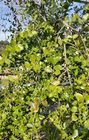 Image result for Quillaja saponaria